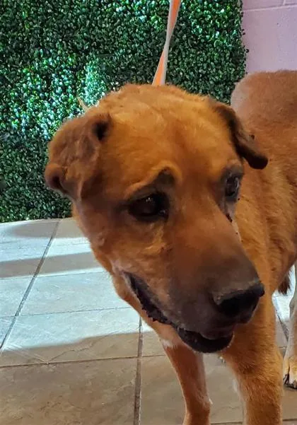 An adult large-sized male Golden Mixed Breed dog named 61668941 for adoption in El Paso, TX