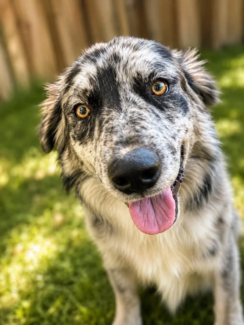 An adult medium-sized male Australian Shepherd dog named Irwin for adoption in University Place, WA