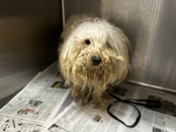 An adult small-sized male Mixed Breed dog named Marcus for adoption in Los Angeles, CA
