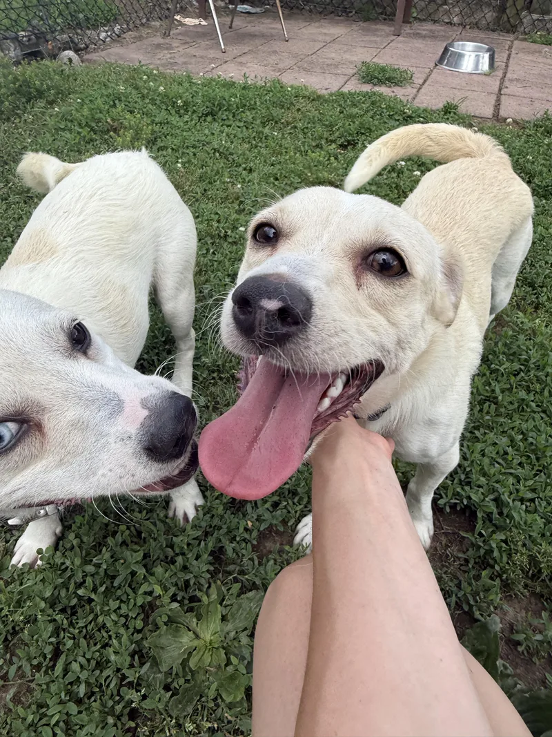 A young small-sized female White / Cream Cardigan Welsh Corgi dog named Cher for adoption in Hendersonville, TN