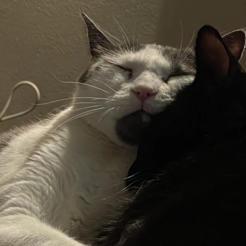 A senior extra large-sized male White Domestic Short Hair cat named Skiddles for adoption in Murray, UT