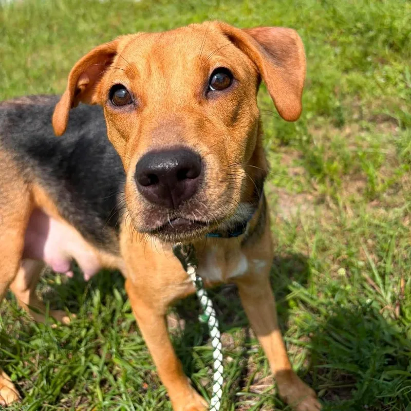 An adult medium-sized female Brown / Chocolate Hound dog named Nora for adoption in Seminole, FL