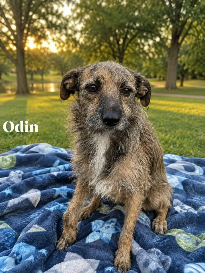 Odin