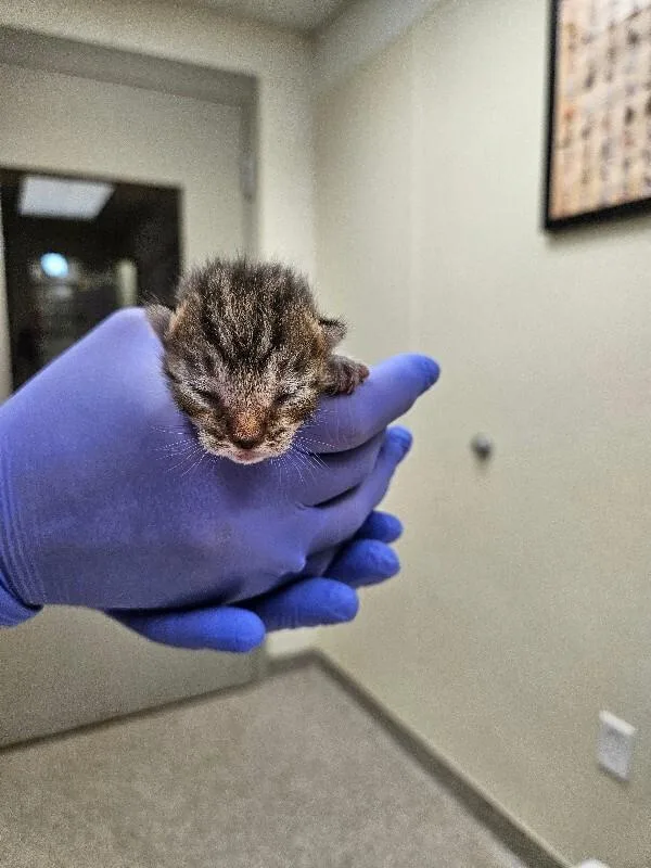 A young medium-sized female Tabby (Brown / Chocolate) Domestic Short Hair cat named Cappuccino for adoption in Disputanta, VA