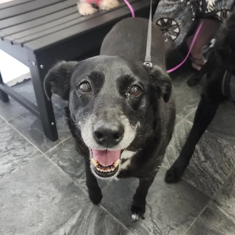 A senior medium-sized female Black Shepherd dog named Stormy for adoption in Clearwater, FL