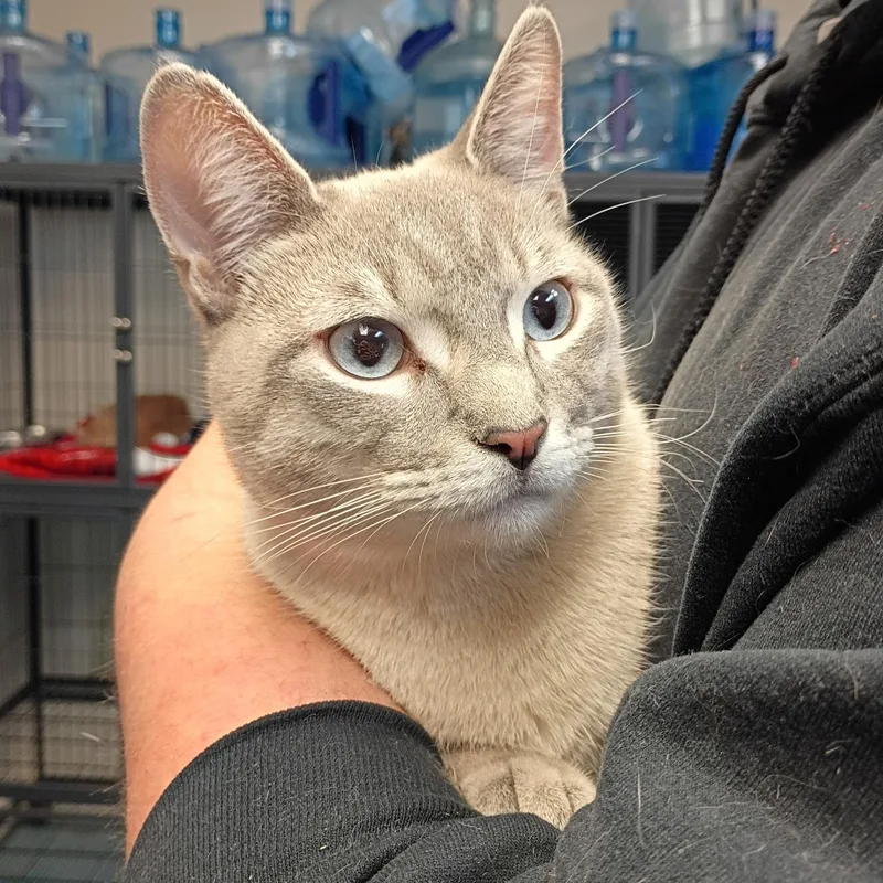An adult medium-sized male Gray / Blue / Silver Domestic Short Hair cat named Leonardo for adoption in New Windsor, NY