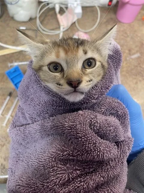 A baby small-sized female Domestic Short Hair cat named Skittles for adoption in Tallahassee, FL