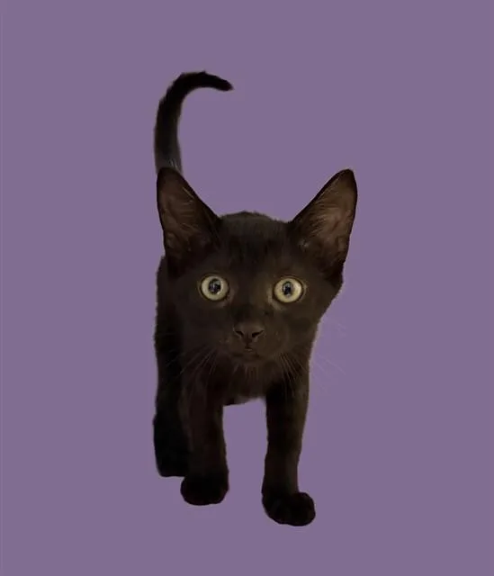A baby small-sized female Domestic Short Hair cat named Nova for adoption in Sarasota, FL