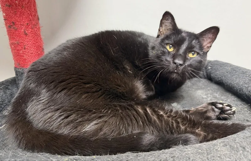 A young medium-sized male Domestic Short Hair cat named Hook for adoption in Satellite Beach, FL