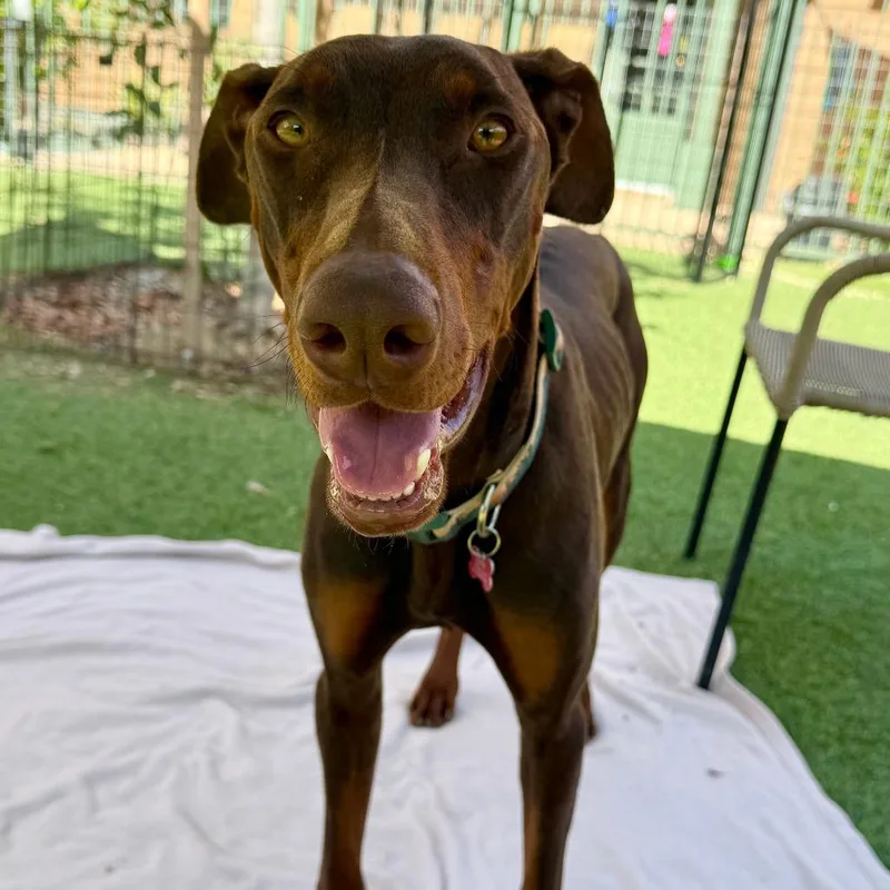 A young large-sized male Brown / Chocolate Doberman Pinscher dog named Duke for adoption in Agoura Hills, CA