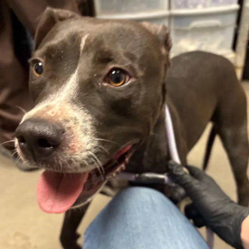 An adult medium-sized female Pit Bull Terrier dog named Eva for adoption in Yuma, AZ