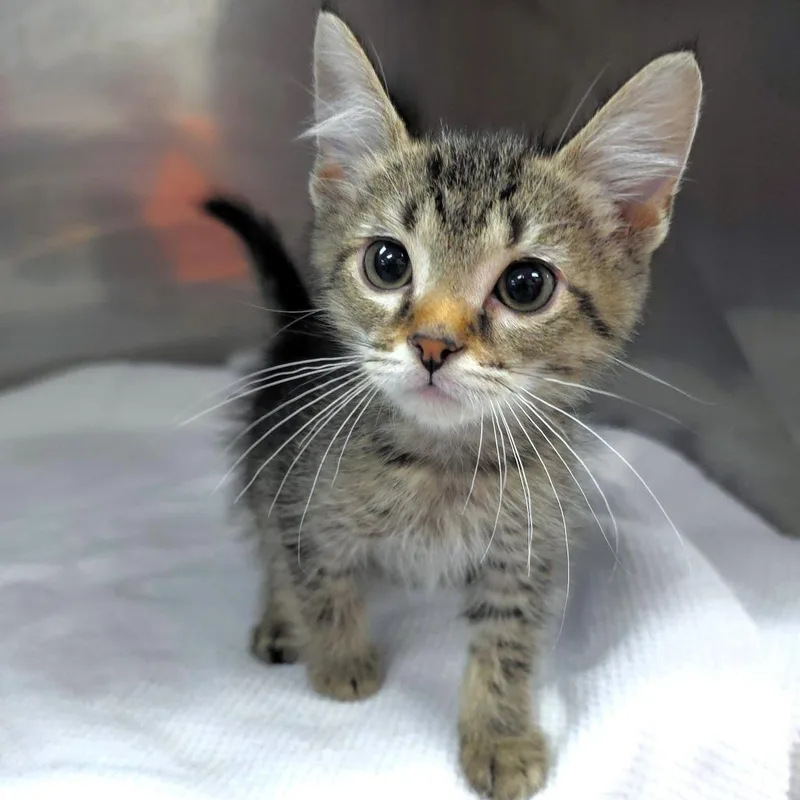 A baby small-sized male Domestic Short Hair cat named Hallowitty for adoption in Michigan City, IN