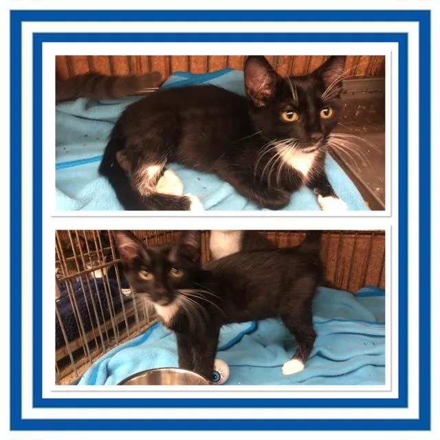 A baby small-sized male Black & White / Tuxedo Domestic Short Hair cat named Oreo for adoption in Buckhannon, WV