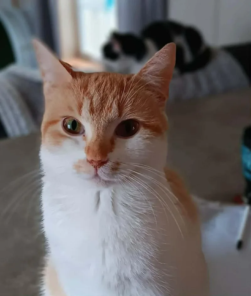 A young small-sized female Domestic Short Hair cat named Chobani for adoption in Gorham, ME