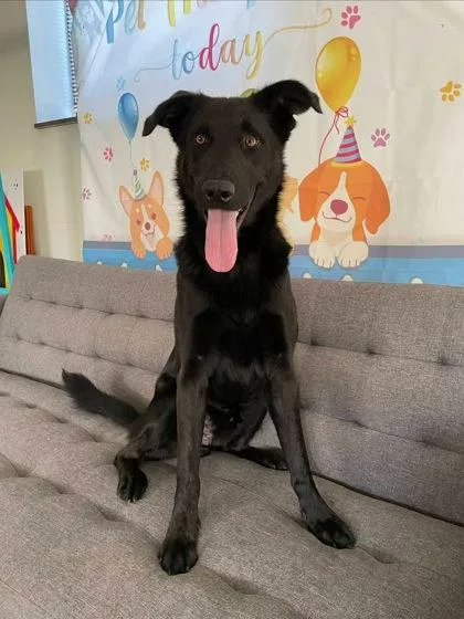 An adult medium-sized male Mixed Breed dog named Garbanzo for adoption in South Bend, IN