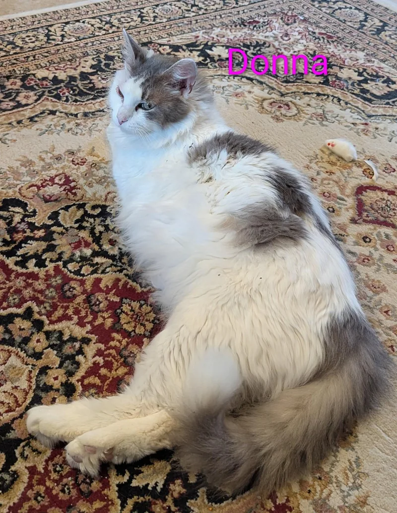 An adult medium-sized female White Domestic Medium Hair cat named Donna for adoption in Lapeer, MI