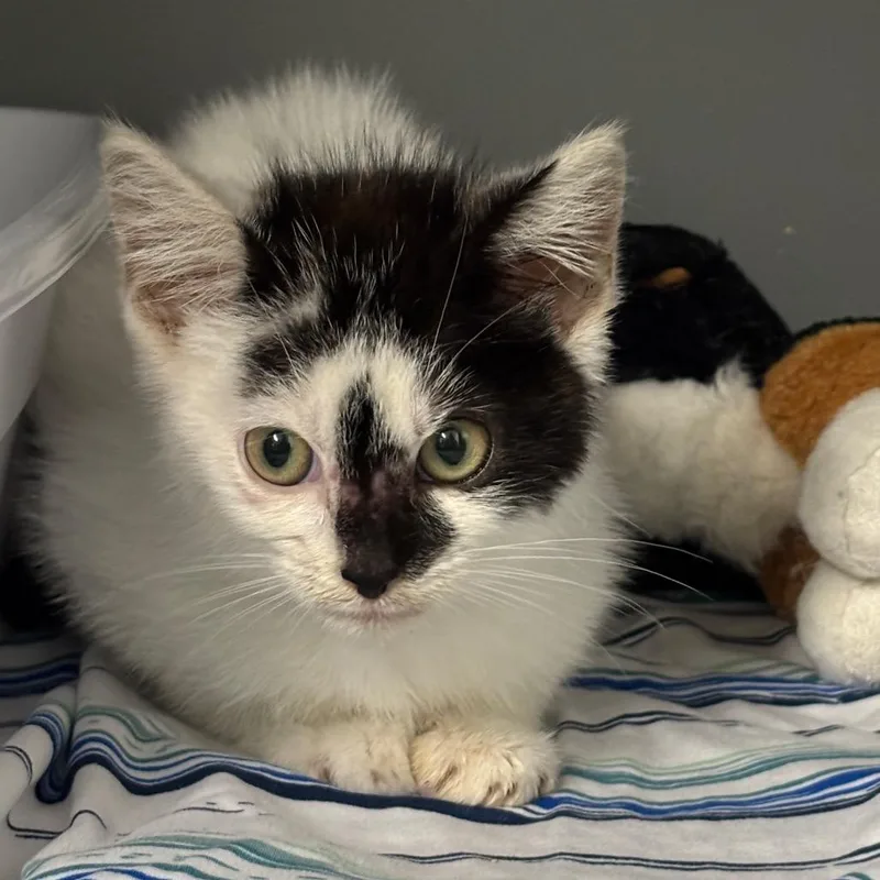 A baby small-sized male White Domestic Short Hair cat named Boop for adoption in Granville, OH