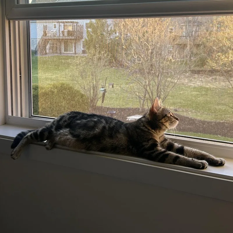 An adult medium-sized female Brown / Chocolate Domestic Short Hair cat named Fig C for adoption in Minnetonka, MN