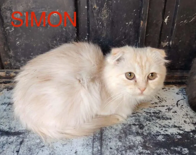A young large-sized male Scottish Fold cat named Simon for adoption in San Jacinto, CA