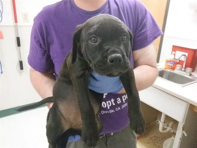 A baby small-sized female Pit Bull Terrier dog named Hilary for adoption in Oroville, CA