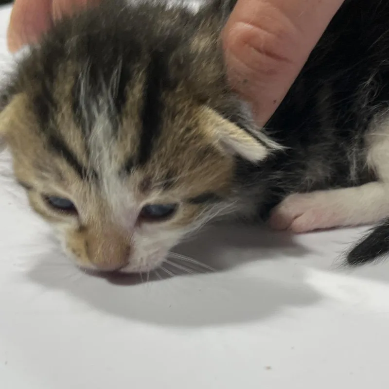 A baby small-sized male Brown / Chocolate Domestic Short Hair cat named Doc for adoption in Tampa, FL