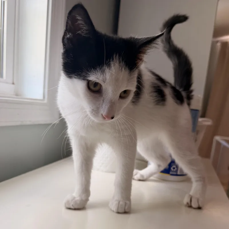 A baby medium-sized male Black & White / Tuxedo Domestic Short Hair cat named Dinky for adoption in Suffolk, VA