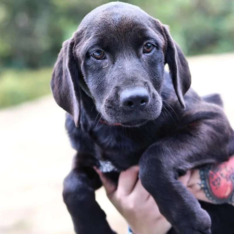 A baby large-sized female Black Labrador Retriever dog named CT Savannah for adoption in Eastford, CT