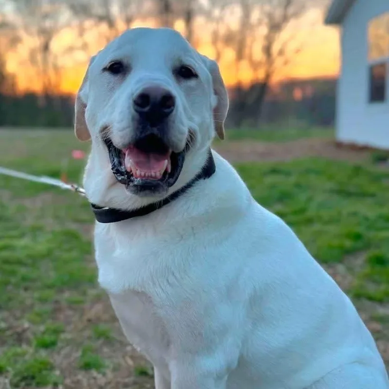 An adult large-sized male White / Cream Labrador Retriever dog named Tucker for adoption in Brentwood, TN