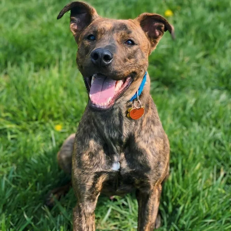 Rocky Road thumbnail 2