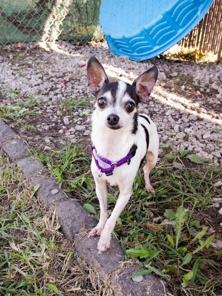 Bohdi Bonded with Dexter