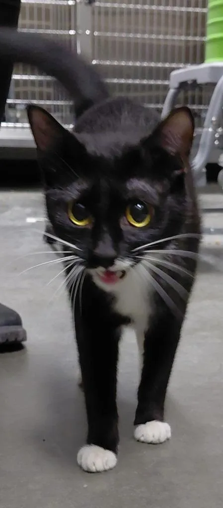 A young small-sized female Domestic Short Hair cat named Stella for adoption in Henderson, NC