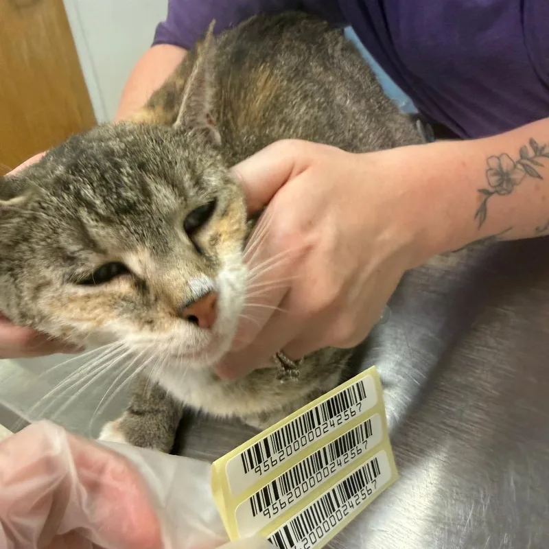 An adult medium-sized female Orange / Red Domestic Medium Hair cat named Miley Cyrus for adoption in Charleston, WV