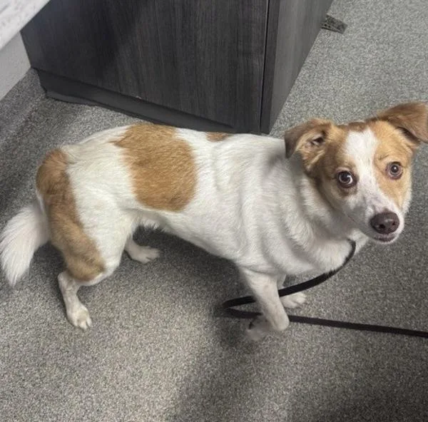 An adult medium-sized female Australian Cattle Dog / Blue Heeler dog named Ruby for adoption in Escondido, CA