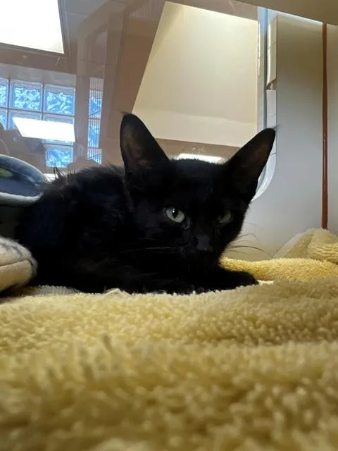A baby small-sized male Domestic Short Hair cat named Ink for adoption in Thousand Palms, CA