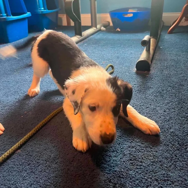 A baby small-sized male White / Cream Mixed Breed dog named Maryland for adoption in Fredericksburg, VA