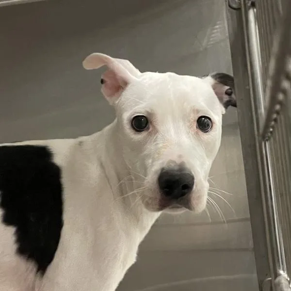 An adult medium-sized female Terrier dog named Lavender for adoption in Des Moines, IA