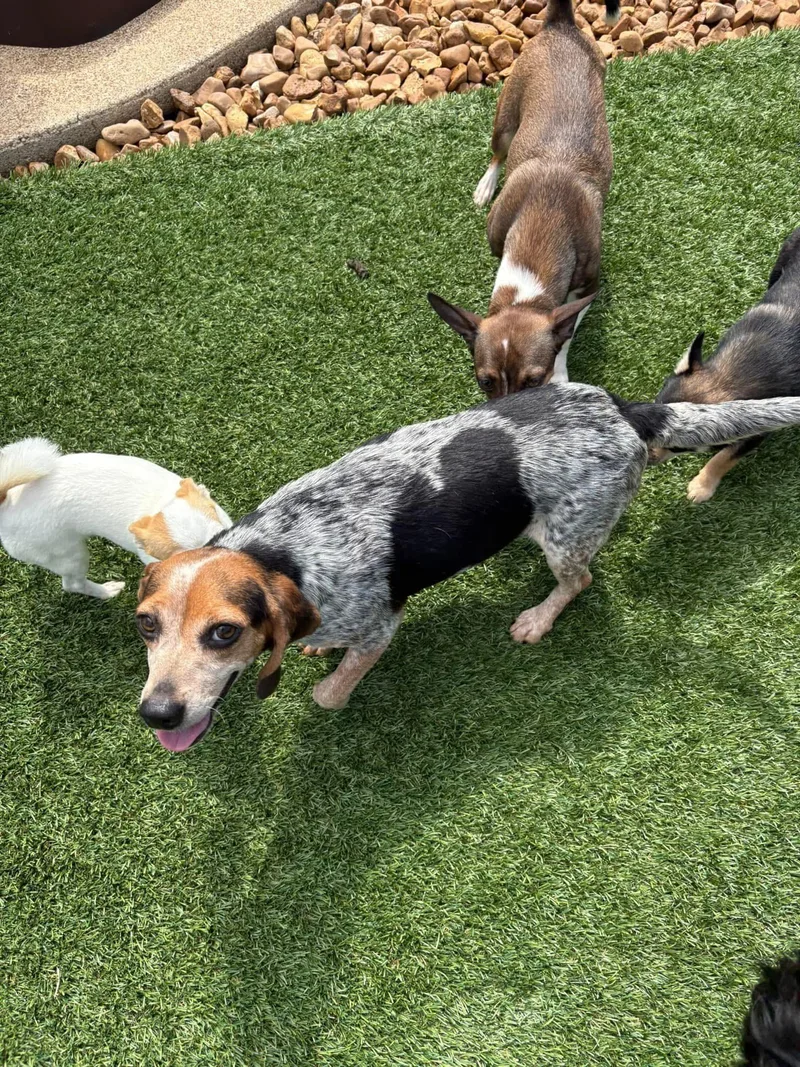 A young small-sized female Tricolor (Brown, Black, & White) Beagle dog named Hollie for adoption in Cordova, TN
