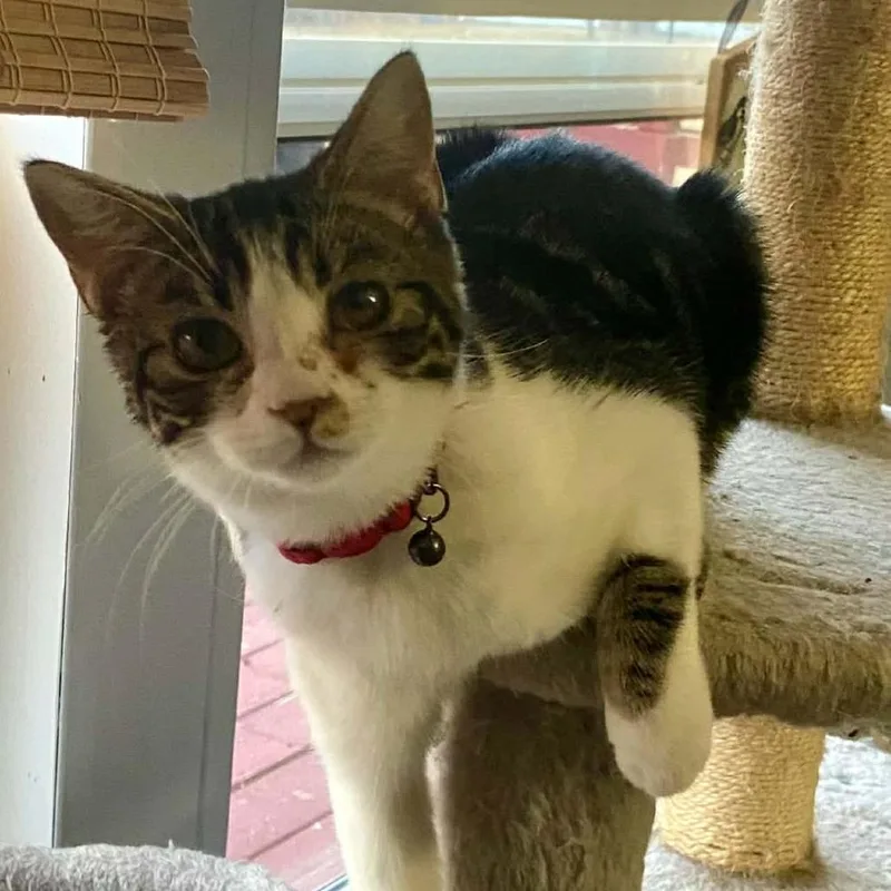 A young small-sized female Brown / Chocolate Domestic Short Hair cat named Chansee for adoption in Charlottesville, VA