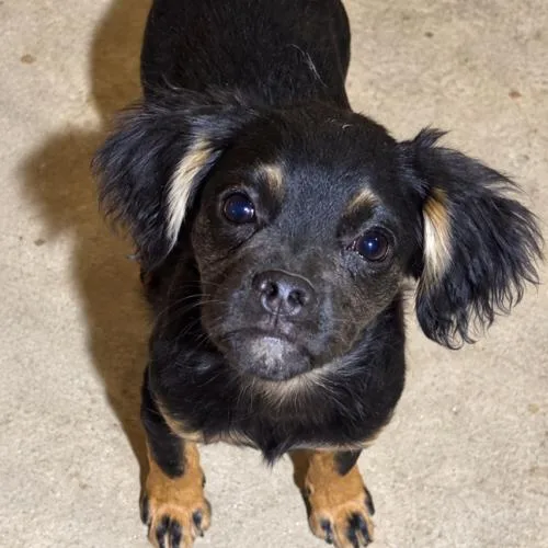 A baby small-sized male Pug dog named Bosco for adoption in Seattle, WA