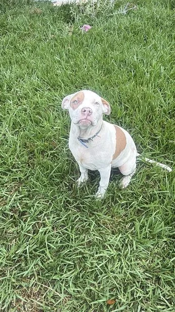 A young small-sized male Pit Bull Terrier dog named King for adoption in Dallas, TX