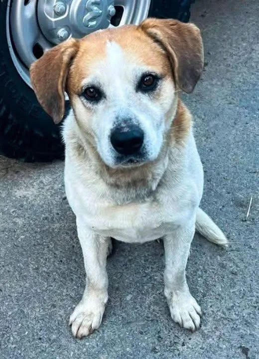 An adult medium-sized male White / Cream Mixed Breed dog named Sully for adoption in Point Pleasant, WV