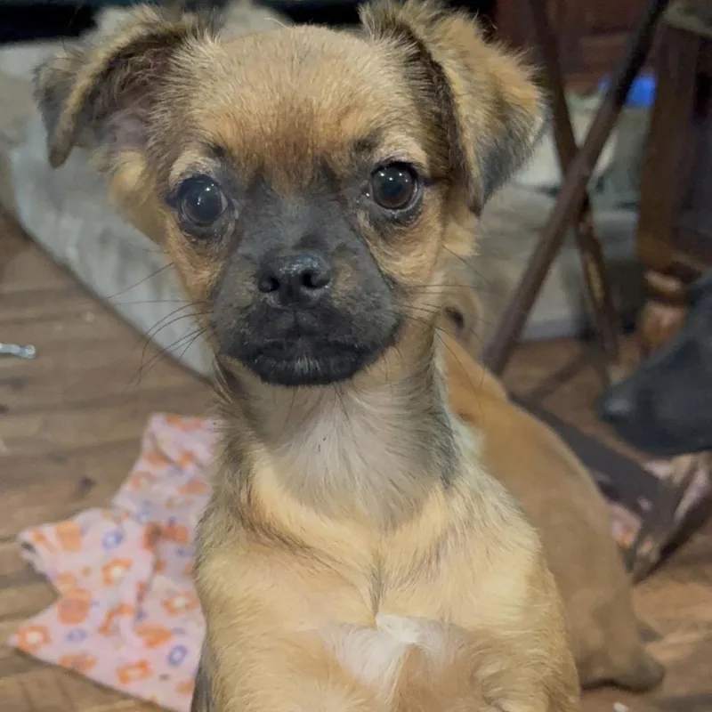 A baby small-sized female Yellow / Tan / Blond / Fawn Pug dog named Pebbles for adoption in Pelham, NH
