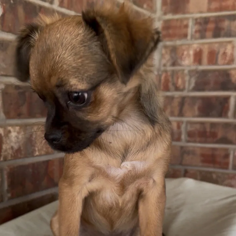 Pebbles thumbnail 2