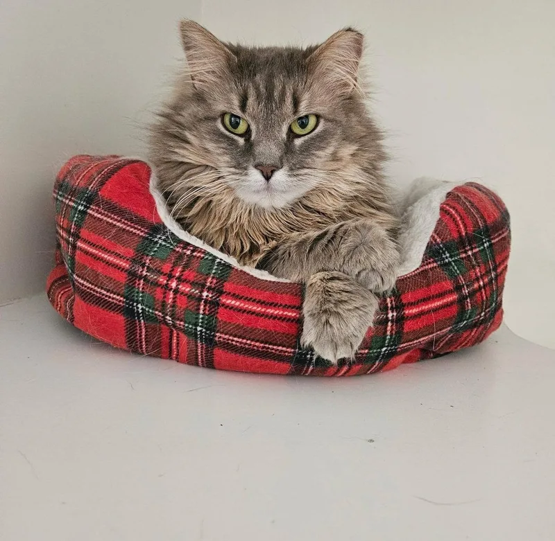 An adult medium-sized female Domestic Long Hair cat named Chex  Come Meet for adoption in Harrisburg, PA