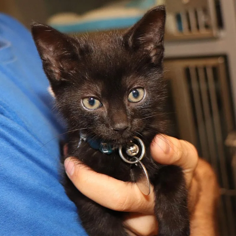 A baby small-sized male Domestic Short Hair cat named Anakin for adoption in Port Washington, NY