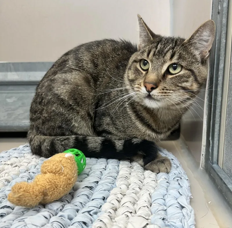 An adult medium-sized male Tabby (Brown / Chocolate) Domestic Short Hair cat named 61833306 for adoption in Elko, NV