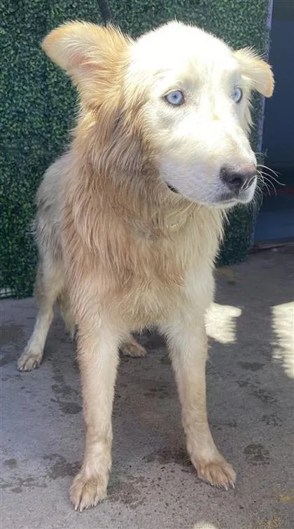 A baby large-sized male White / Cream Shepherd dog named 61320018 for adoption in El Paso, TX