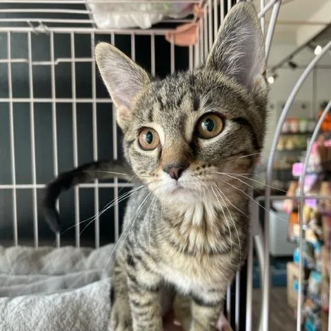 A baby small-sized female Black Domestic Short Hair cat named Brownie for adoption in Dayton, OH