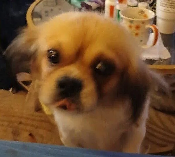 A senior small-sized female Pekingese dog named Rah Rah for adoption in Locust Grove, GA