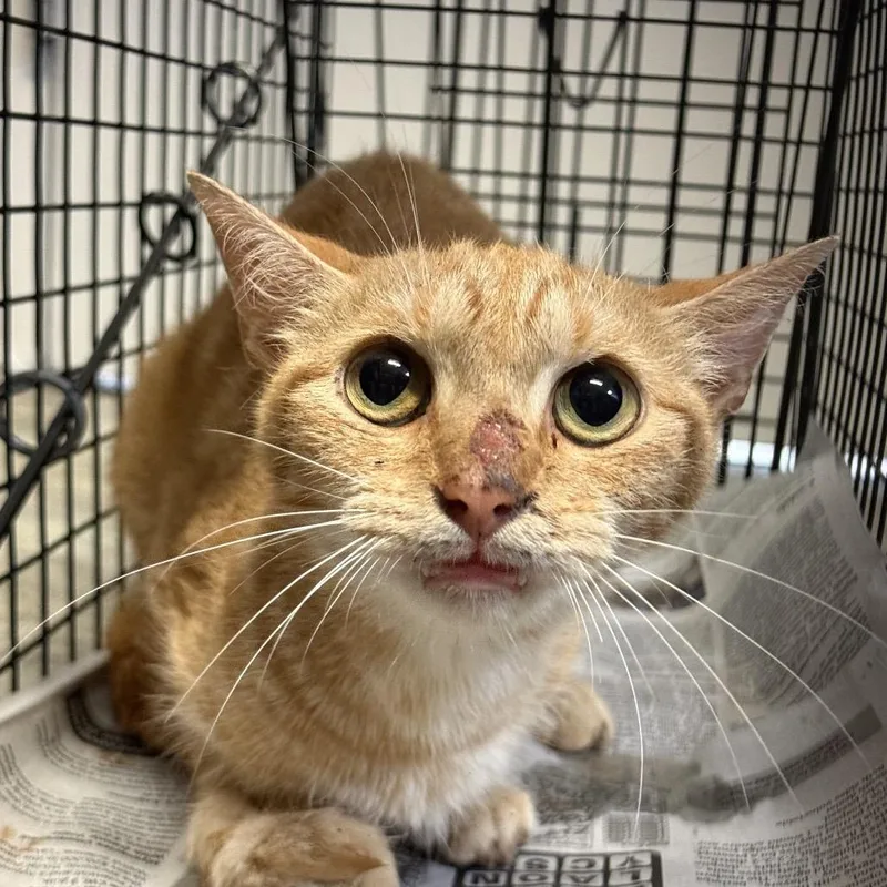 A baby small-sized female Orange / Red Domestic Short Hair cat named TUSCWildlife for adoption in Tuscaloosa, AL